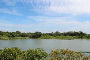 Mai Po Wetland Nature Reserve Lake Scenery 